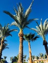 Palm trees Royalty Free Stock Photo