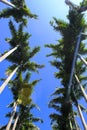 Palm trees from below in Peradeniya Botanical garden, Sri Lanka Royalty Free Stock Photo