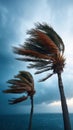 Palm trees bending in strong hurricane winds, dramatic sky Royalty Free Stock Photo
