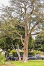 Palm trees at Beverly Gardens Park. Royalty Free Stock Photo