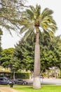 Palm trees at Beverly Gardens Park. Royalty Free Stock Photo