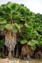 Palm trees Royalty Free Stock Photo