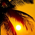 palm trees and big sun Royalty Free Stock Photo