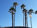 Palm trees with blew sky background Larnaca Cyprus vacations