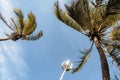 Palm Trees Blow in the Wind at the Beach Royalty Free Stock Photo