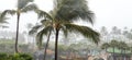 Palm trees blowing in hurricane winds Royalty Free Stock Photo