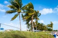 Palm trees blowing in a strong wind in the florida keys