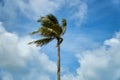 Palm trees blowing by the strong winds Royalty Free Stock Photo