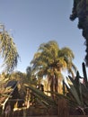 Palm trees blowing in the wind on a bright sunny day Royalty Free Stock Photo