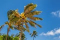 Palm trees blowing in the wind Royalty Free Stock Photo