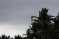 Palm trees blowing in the wind during hurricane Royalty Free Stock Photo