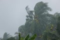 Palm trees blowing in the wind during hurricane Royalty Free Stock Photo