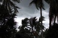 Palm trees blowing in the wind during hurricane Royalty Free Stock Photo