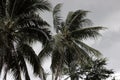 Palm trees blowing in the wind during hurricane Royalty Free Stock Photo
