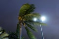 Palm trees blowing in the wind during hurricane Royalty Free Stock Photo