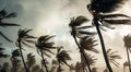 Palm trees blowing in the wind and rain as a hurricane approaches a tropical island coastline Royalty Free Stock Photo