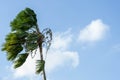 Palm trees are blown by the strong wind during storm or hurricane Royalty Free Stock Photo