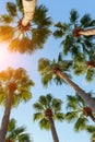 Palm trees on a blue clear sky, angle from the bottom up Royalty Free Stock Photo