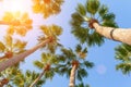 Palm trees on a blue clear sky, angle from the bottom up Royalty Free Stock Photo