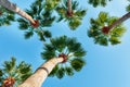 Palm trees on a blue clear sky, angle from the bottom up Royalty Free Stock Photo
