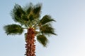 Palm tree on a blue clear sky, an angel from the bottom up Royalty Free Stock Photo