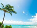 Palm trees and blue sea in Bas du Fort beach in Guadeloupe Royalty Free Stock Photo