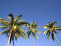 Palm trees in a blue sky