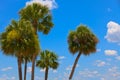 Palm Trees and Blue Sky