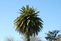 Palm trees on blue sky background Royalty Free Stock Photo