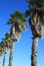 Palm trees on blue sky background Royalty Free Stock Photo