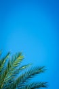 palm trees, blue sky background. Leaf, travel Royalty Free Stock Photo