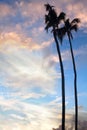 Palm trees on blue sky background, palm branches on sky background, silhouettes of palm trees, crowns palms trees Royalty Free Stock Photo