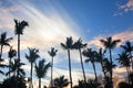 Palm trees on blue sky background, palm branches on sky background, silhouettes of palm trees, crowns palms trees