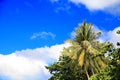 Palm trees on blue sky background