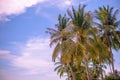 Palm trees on blue sky background on sunny day close up Royalty Free Stock Photo