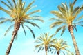 palm trees, blue sky background Royalty Free Stock Photo