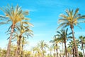 palm trees, blue sky background Royalty Free Stock Photo