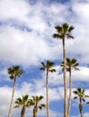 Palm trees on a blue sky background  on a tropical beach of Tenerife,Canary Islands,Spain. Royalty Free Stock Photo