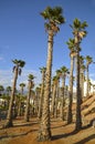 Palm trees on a blue sky background  on a tropical beach of Tenerife,Canary Islands,Spain. Royalty Free Stock Photo