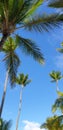Palm trees on Blue Sky Backround Royalty Free Stock Photo