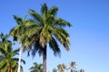 Palm Trees and Blue Sky in Hawaii Royalty Free Stock Photo