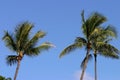 Palm Trees and Blue Sky in Hawaii Royalty Free Stock Photo