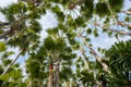 Palm trees and blue sky , looking up Royalty Free Stock Photo