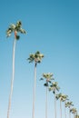 Palm trees with blue sky in Newport Beach, Orange County, California