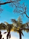 Palm trees and trees on a blue sky Royalty Free Stock Photo