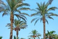 Palm trees with blue sky. Travel, summer, vacation and tropical beach concept Royalty Free Stock Photo