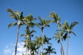 Palm trees on blue sky, palm at tropical coast, coconut tree. Palms tropic design. Royalty Free Stock Photo