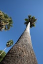 Palm trees with blue sky