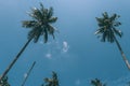 Palm trees and blue sky