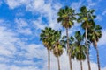 Palm trees on a blue sky and white clouds background, California Royalty Free Stock Photo